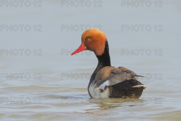 Red-crested pochard (Netta rufina), male, swimming in water, wildlife, animals, duck, Ziggsee, Lake