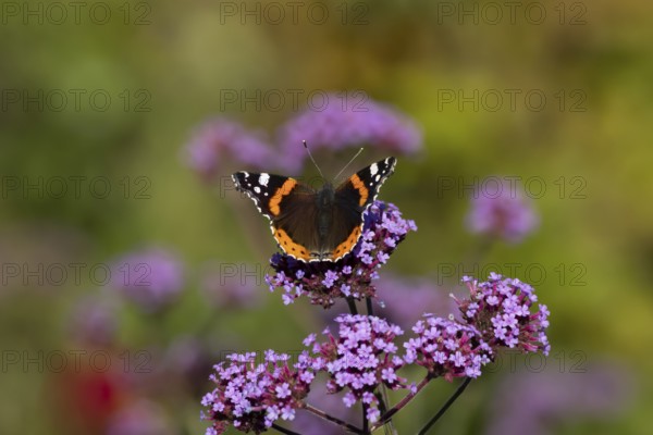 Red admiral butterfly (Vanessa atalanta) adult insect feeding on garden purple Verbena flowers in
