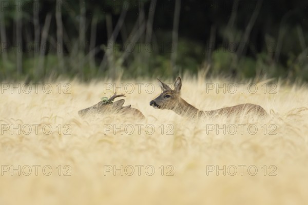 Roe deer (Capreolus capreolus) adult male roebuck and female doe two animals in a farmland barley