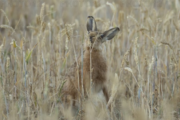 European brown hare (Lepus europaeus) adult animal feeding on a wheat sheath in a farmland field in