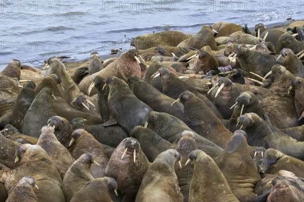 Atlantic walruses (Odobenus rosmarus) colony resting at terrestrial haulout / haul-out on beach