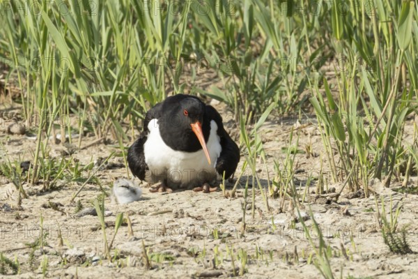 Eurasian oystercatcher (Haematopus ostralegus) adult wading bird seemingly adopted a Pied avocet