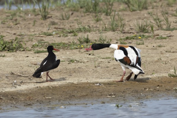Eurasian oystercatcher (Haematopus ostralegus) adult wading bird fighting with a Shelduck (Tadorna
