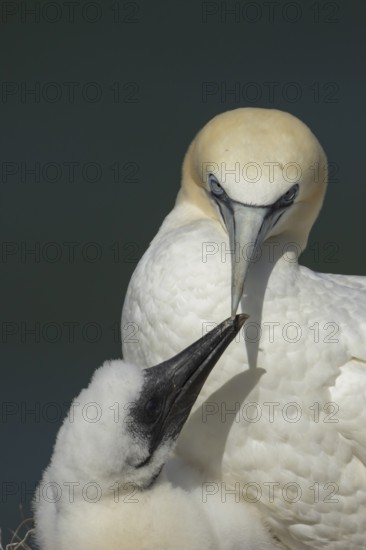 Northern gannet (Morus bassanus) adult parent bird and juvenile baby chick seabirds on a nest on a