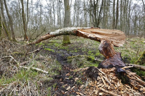 Beaver (Castor fibre), tree felled by a beaver, activities of a beaver, beaver cutting, Peene
