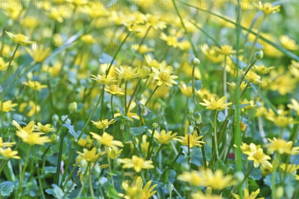 Lesser celandine (Ficaria verna, synonym: Ranunculus ficaria L.), flowers in a damp location, Peene