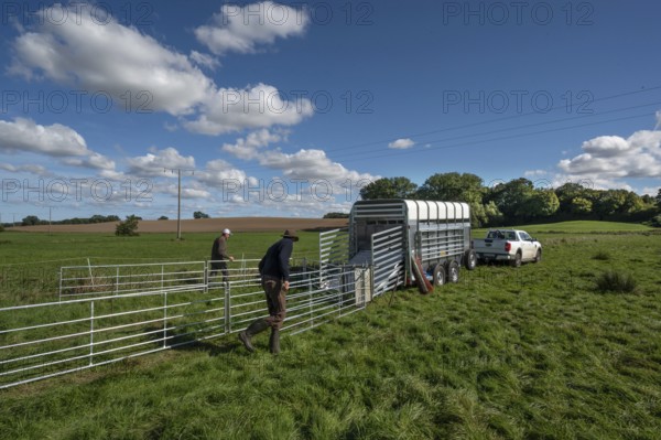 Shepherds build a ferch and prepare sheep load with a double-decker animal transporter on the