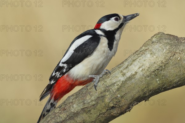 Great spotted woodpecker (Dendrocopos major), male, sitting on a branch, wildlife, animals, birds,