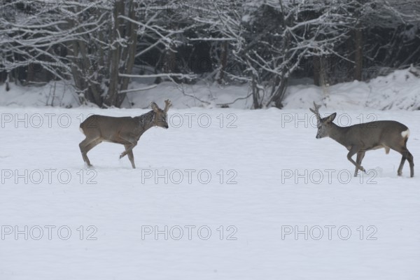 Roe deer (Capreolus capreolus) Bucks in velvet antlers sit with their forelegs in the snow on the