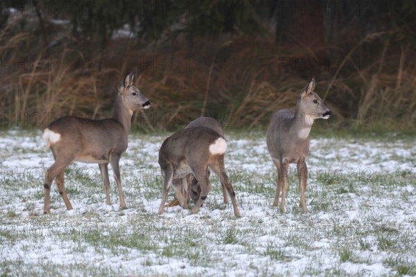 Roe deer (Capreolus capreolus) doe (left and right) and two buck fawns in the snow at the Kirrung