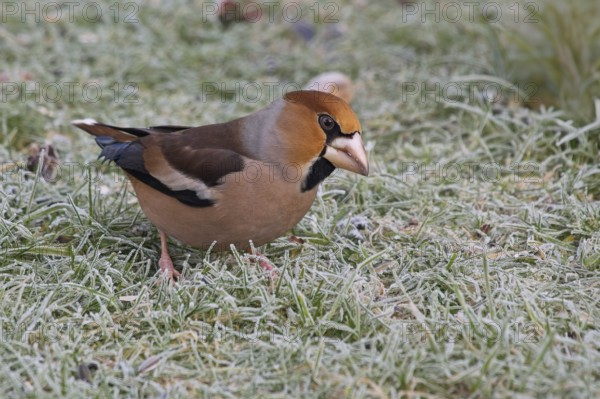 Hawfinch (Coccothraustes coccothraustes) searching for food in winter, North Rhine-Westphalia,
