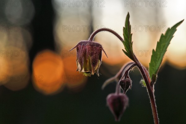 Brooklime (Geum rivale), flowering in the evening light, Peene Valley nature park Park,