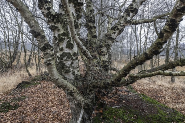 Birches (Betula pendula) in the moor, Emsland, Lower Saxony, Germany