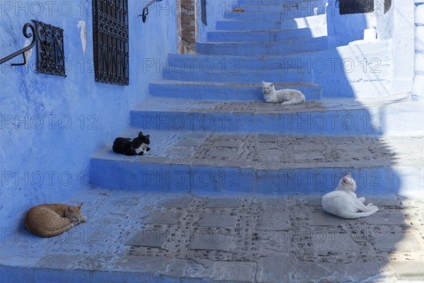 MAR, Chefchaouen, Medina