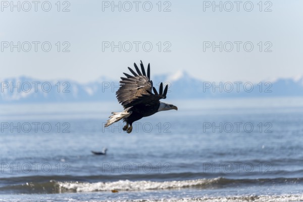 Bald eagle (Haliaeetus leucocephalus) in flight, Anchor Point at Cook Inlet, white mountain peaks