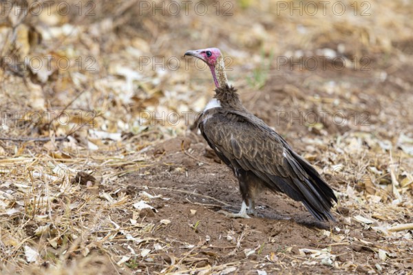 Black-capped vulture (Necrsoyrtes monachus) Zambia