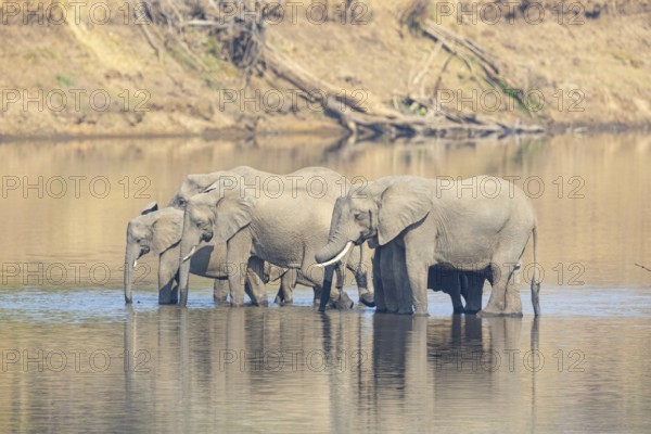 Family of the African elephant (Loxodonta africana) crossing the Luangwa River in Zambia