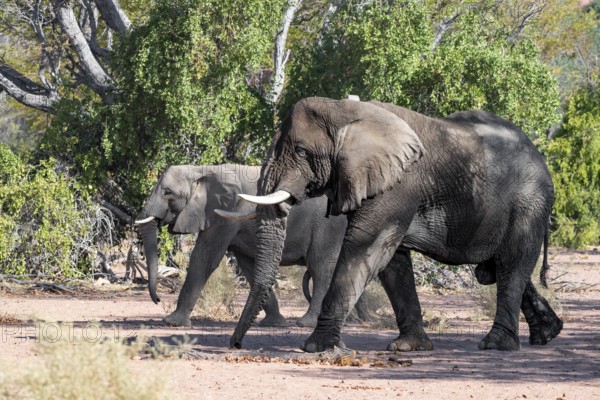 Two African elephants (Loxodonta africana), bull and female, desert elephant, in the riverbed of