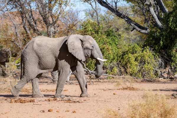 African elephant (Loxodonta africana), desert elephant, in the riverbed of the Ugab River,