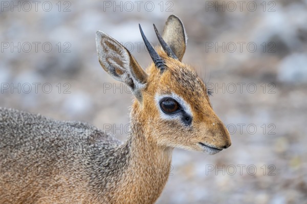 Damara dik-dik or kirk dik-dik (Madoqua kirkii), adult animal in the undergrowth, Etosha National