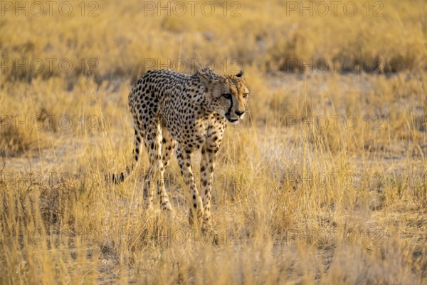 Cheetah (Acinonyx jubatus) running in dry savannah, Etosha National Park, Namibia