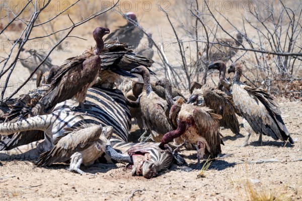 White-backed vulture (Gyps africanus) with bloody head sitting on the head of a dead plains zebra