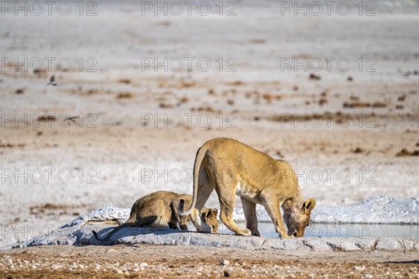 Lion (Panthera leo), with young at the waterhole, Nebrowni waterhole, Etosha National Park, Namibia
