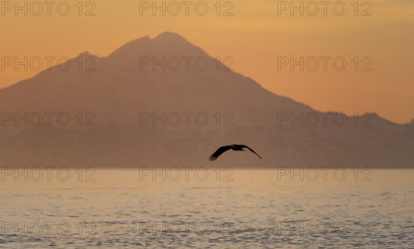 Bald eagle (Haliaeetus leucocephalus) flying in front of mountain silhouettes of the Aleutian chain