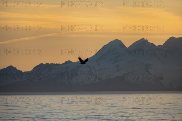 Bald eagle (Haliaeetus leucocephalus) flying in front of mountain silhouettes of the Aleutian chain