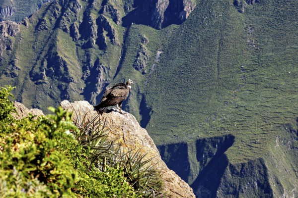 Condor sits majestically on a rock with a wide view over green mountains, The Andean condor (Vultur