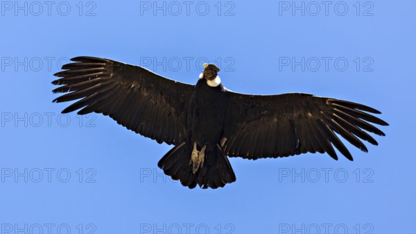 Close-up of a condor with outstretched wings in the blue sky, The Andean condor (Vultur gryphus) at
