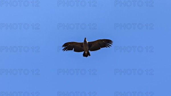 A condor can be seen from below with outstretched wings in the clear blue sky, The Andean condor