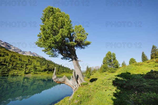 Old pine on Engstlenalp in Gental, Canton of Bern, Switzerland