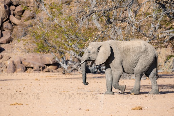 African elephant (Loxodonta africana), desert elephant in barren desert landscape, riverbed of the