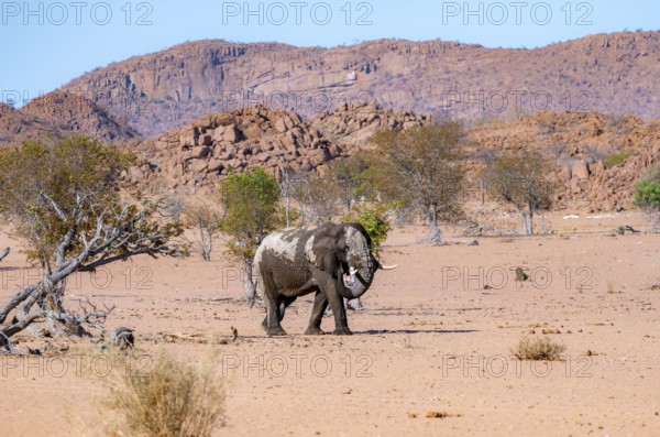 African elephant (Loxodonta africana), desert elephant in barren desert landscape, adult male,