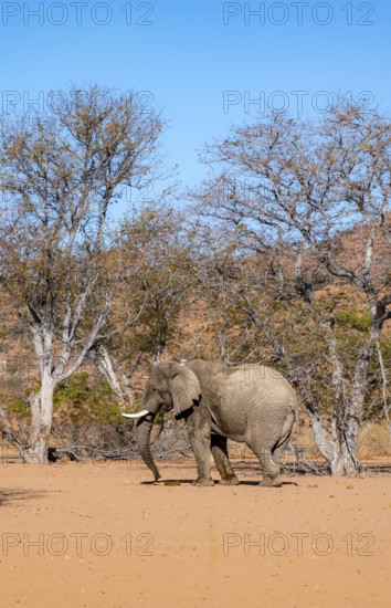 African elephant (Loxodonta africana), desert elephant in barren desert landscape, riverbed of the