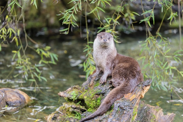A Eurasian otter (Lutra lutra) rests on a root of a tree with some moss on it lying in the water.