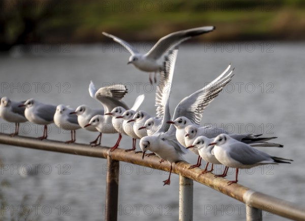Black-headed gulls in winter dress, on a railing on the Rhine near Duisburg-Walsum, North