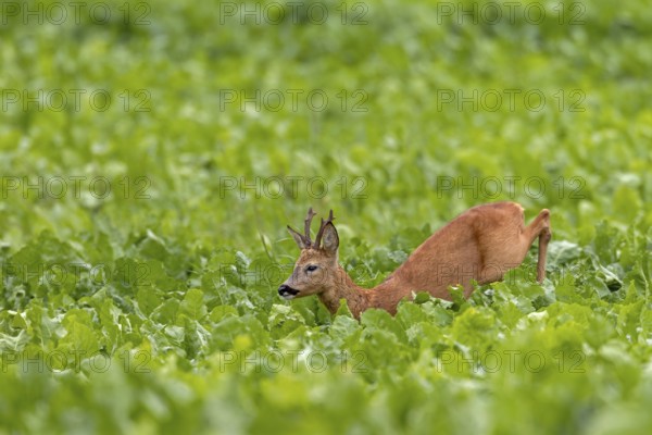 An old roebuck (Capreolus capreolus) purposefully follows the whistling of a doe ready to mate,