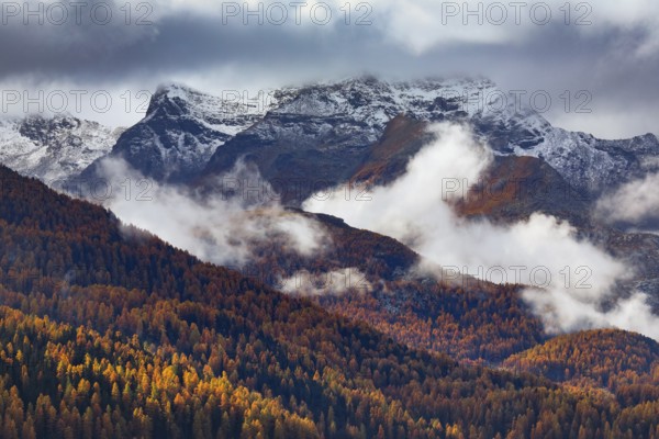 Coniferous forest with larch and spruce trees crossed by clouds of fog, Engadin, Canton of