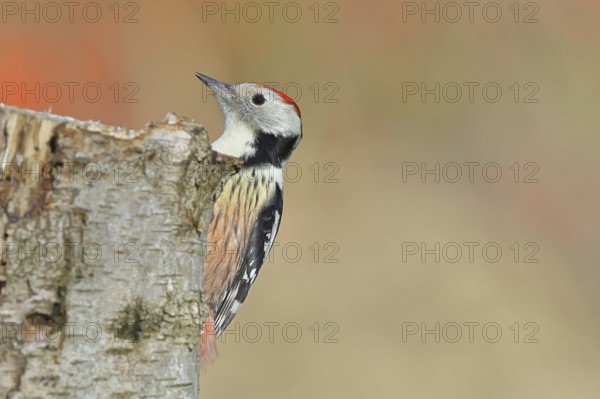 Middle woodpecker (Dendrocopos medius), foraging on the trunk of a common birch (Betula pendula),