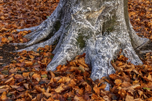 Protection against beaver damage, with whitish paint containing quartz sand, painted trees in the