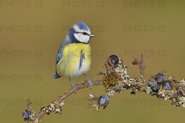 Blue tit (Parus caeruleus), sitting on a branch in a blackthorn bush, (Prunus spinosa), sloes, with