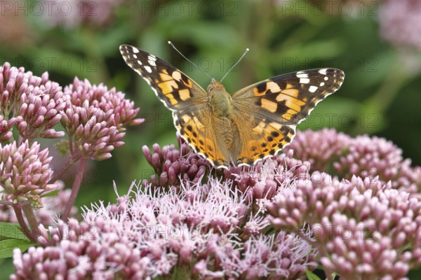 Safflower (Vanessa cardui) on a flower of the common water forest (Asteraceae) on a forest path,
