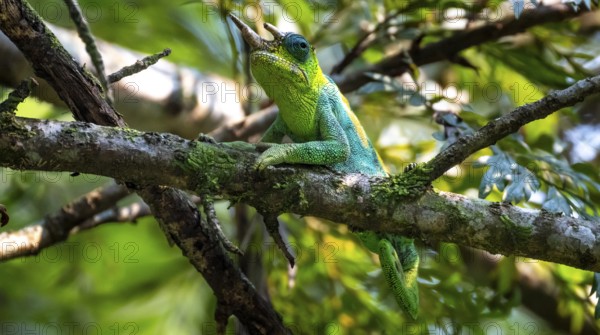 Three-horned chameleon (Trioceros jacksonii), male, Bwindi Impenetrable Forest National Park,