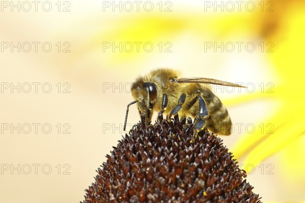 European honey bee (Apis mellifera), collecting nectar from a flower of yellow coneflower