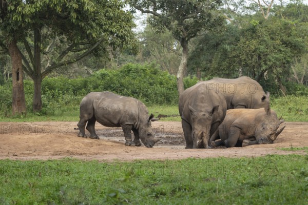 Southern white rhino (Ceratotherium simum simum), several animals at a watering hole, Ziwa Rhino