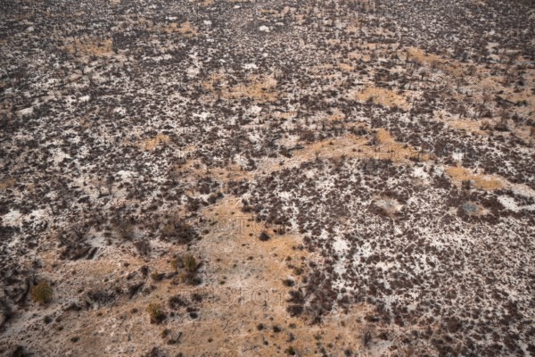 Structure and pattern, trees in the dry season, arid landscape, aerial view of the Okavango Delta,