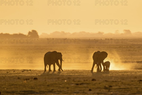 African elephant (Loxodonta africana), silhouette, sunset, atmospheric light, Ihaha, Chobe National