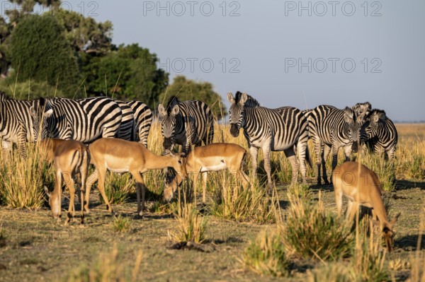 Impalas and steppe zebras (Equus quagga), atmospheric lighting, Ihaha, Chobe National Park National